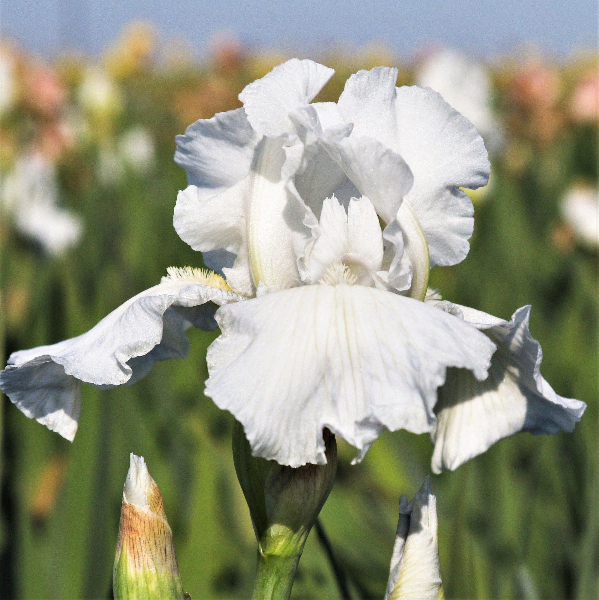 Bearded Iris - Califlora Immortality (Reblooming)