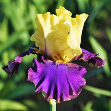 Bearded Iris - Califlora Jurassic (Reblooming)