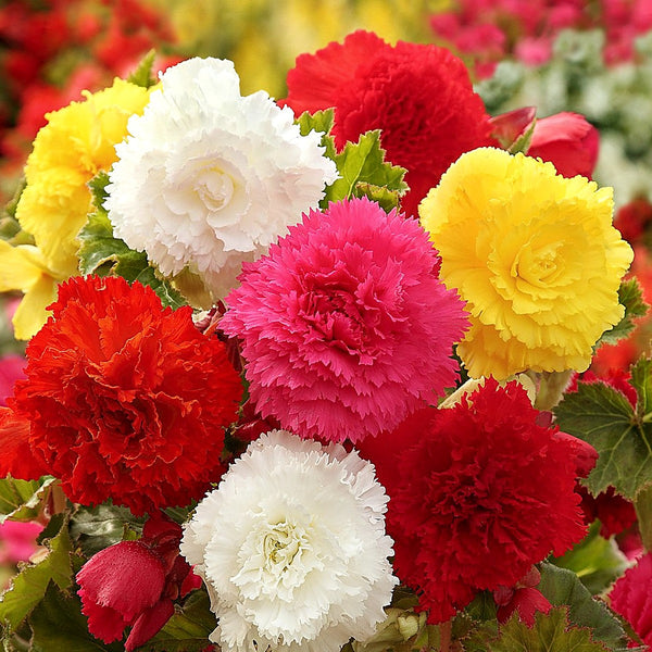 Begonia - Giant Ruffled Mix: 6 tubers