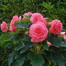 Begonia - Giant Ruffled Pink: 3 tubers