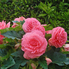 Begonia - Giant Ruffled Pink: 3 tubers