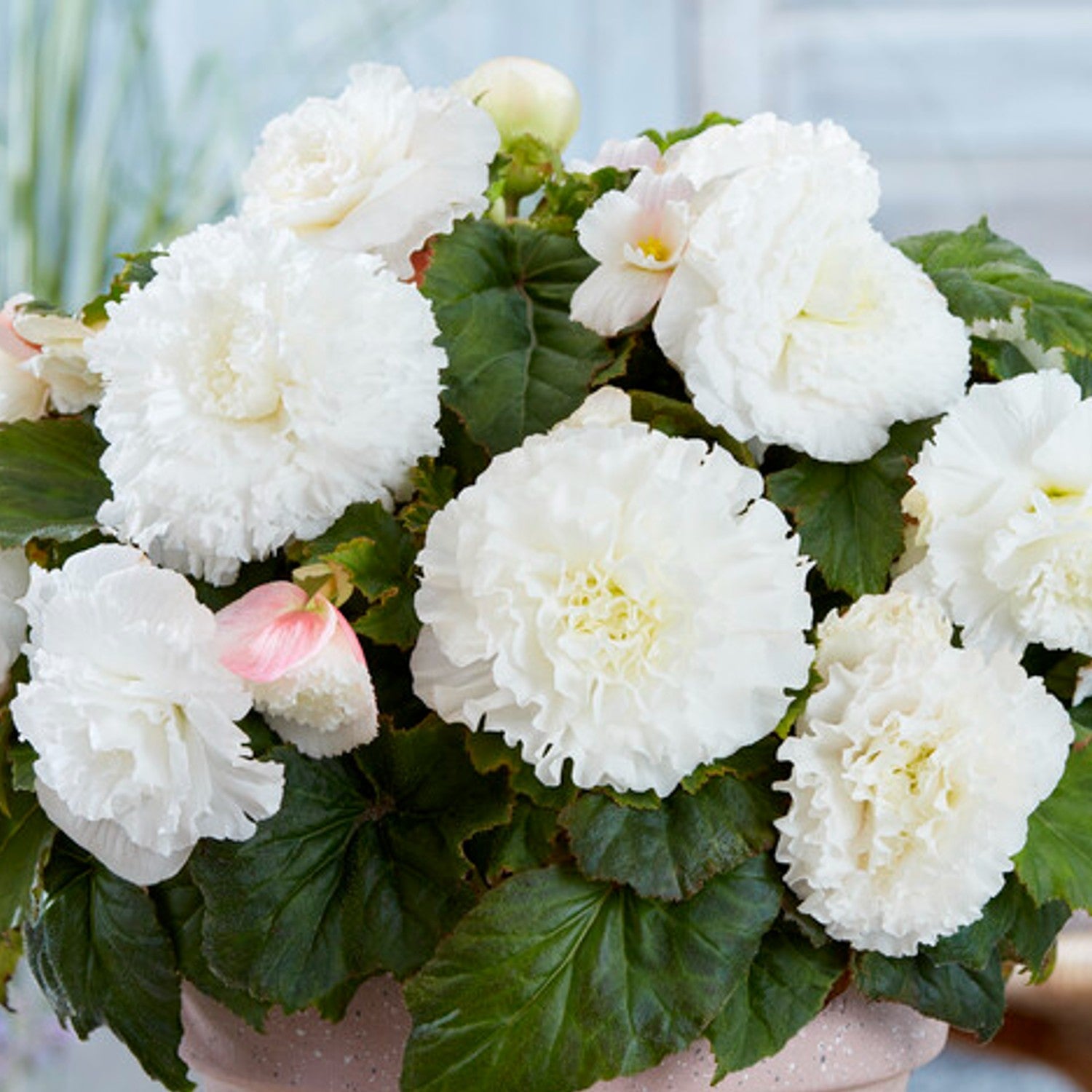 Begonia - Giant Ruffled White: 3 tubers