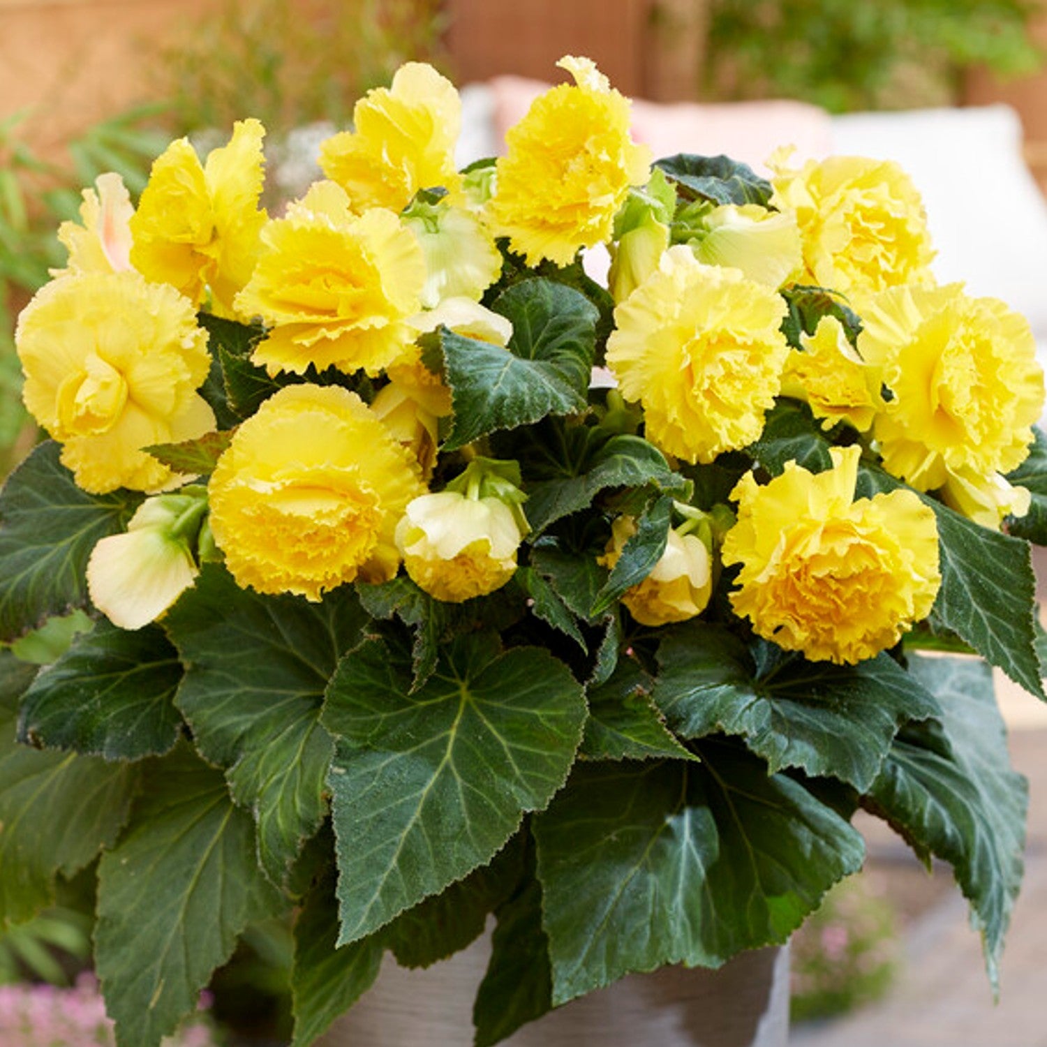 Begonia - Giant Ruffled Yellow: 3 tubers