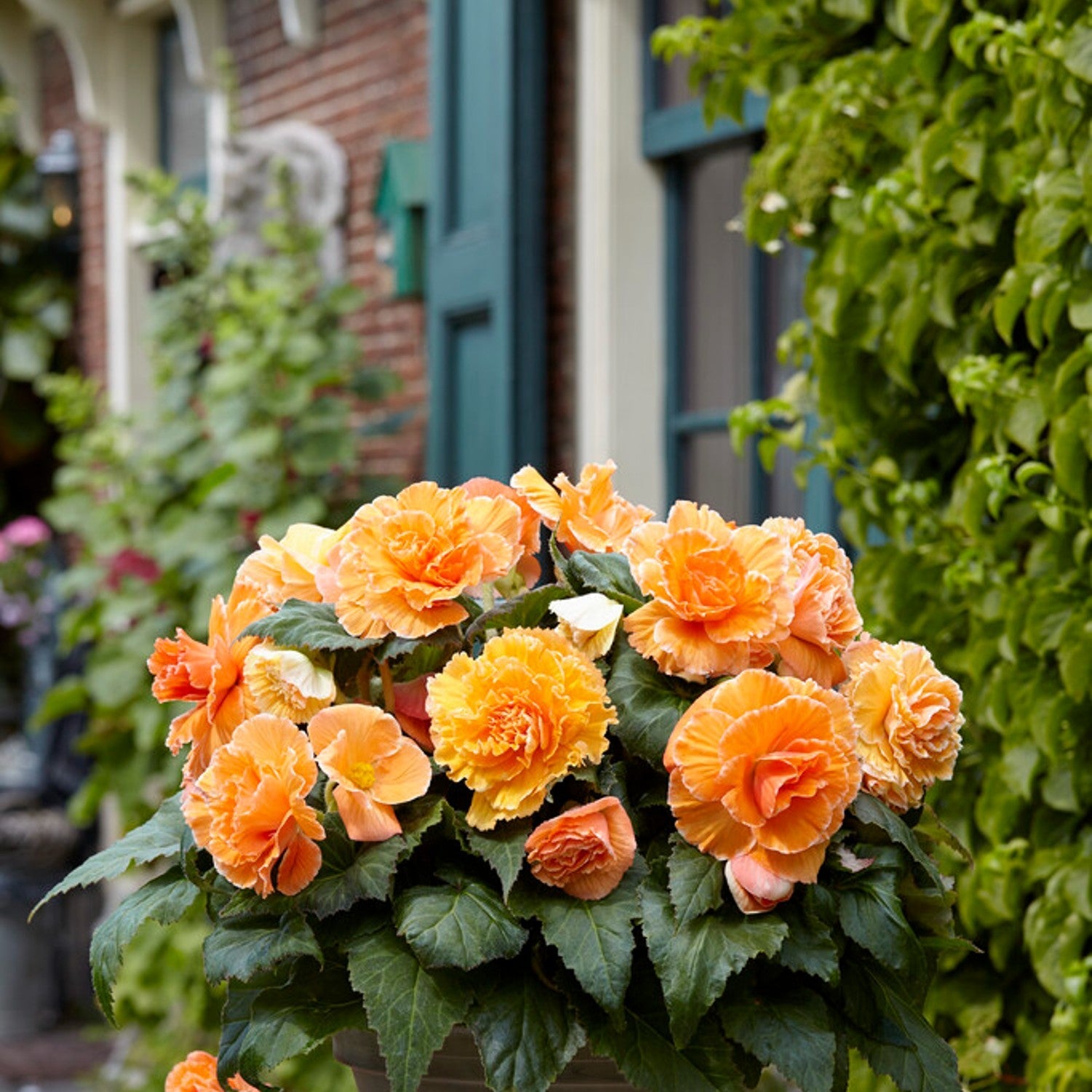 Begonia - Picotee Lace Apricot: 3 tubers