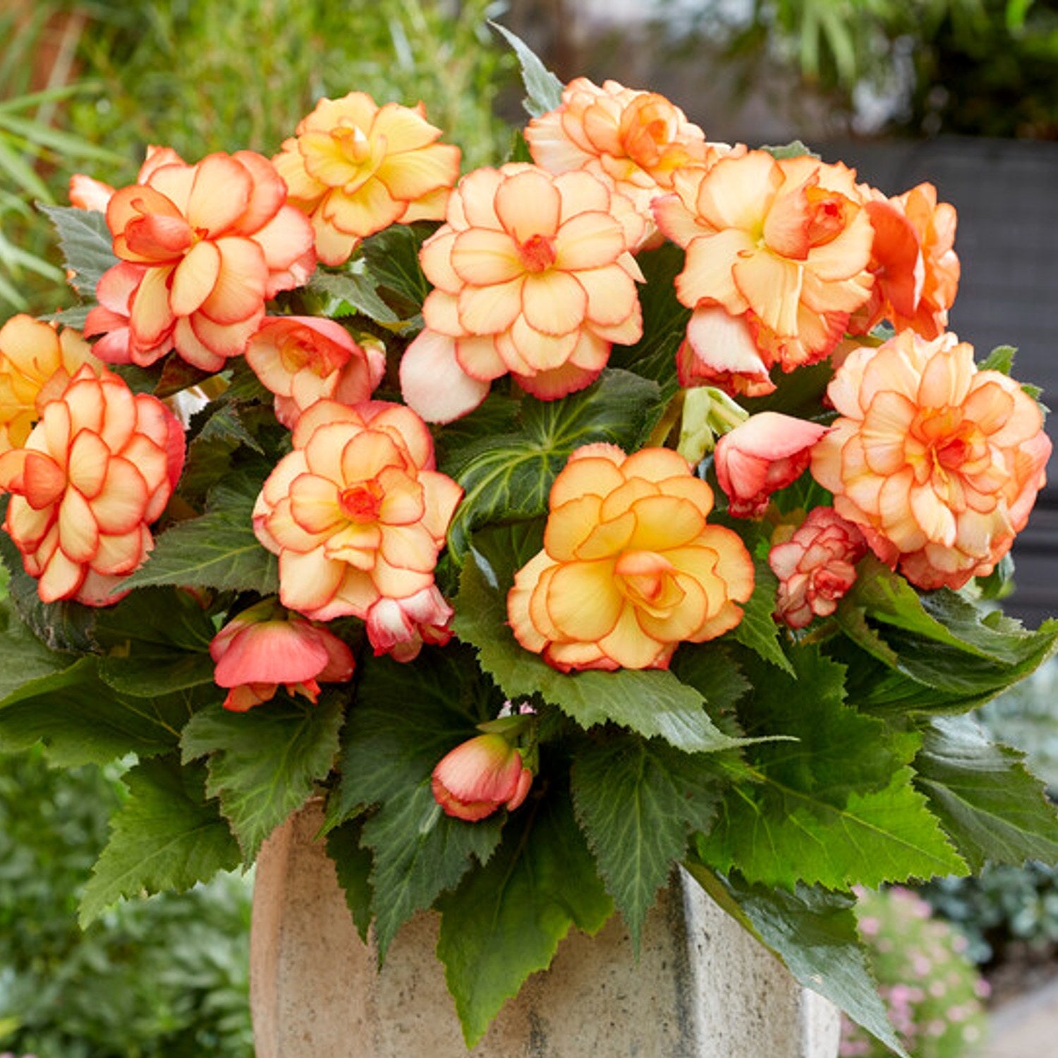 Begonia - Picotee Sunburst: 3 tubers