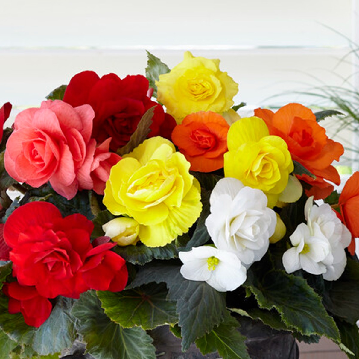Begonia - Roseform Mix: 6 tubers