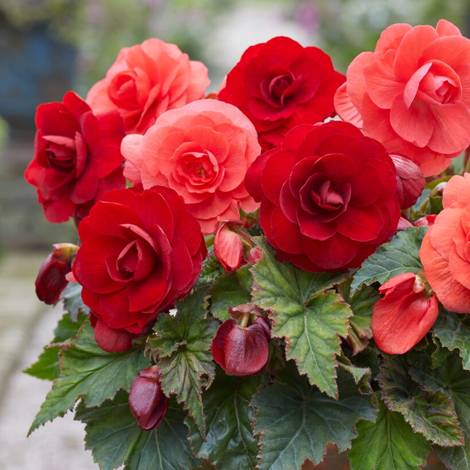 Begonia - Roseform Scarlet Mix: 6 tubers