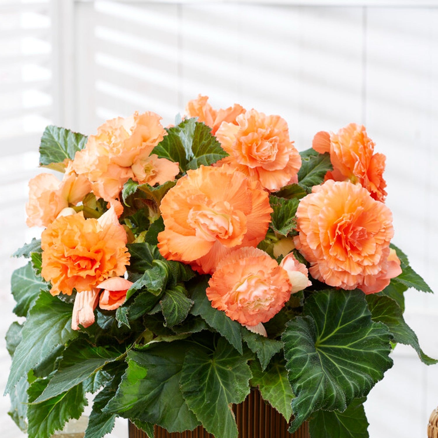 Begonia - Giant Ruffled Apricot: 3 tubers