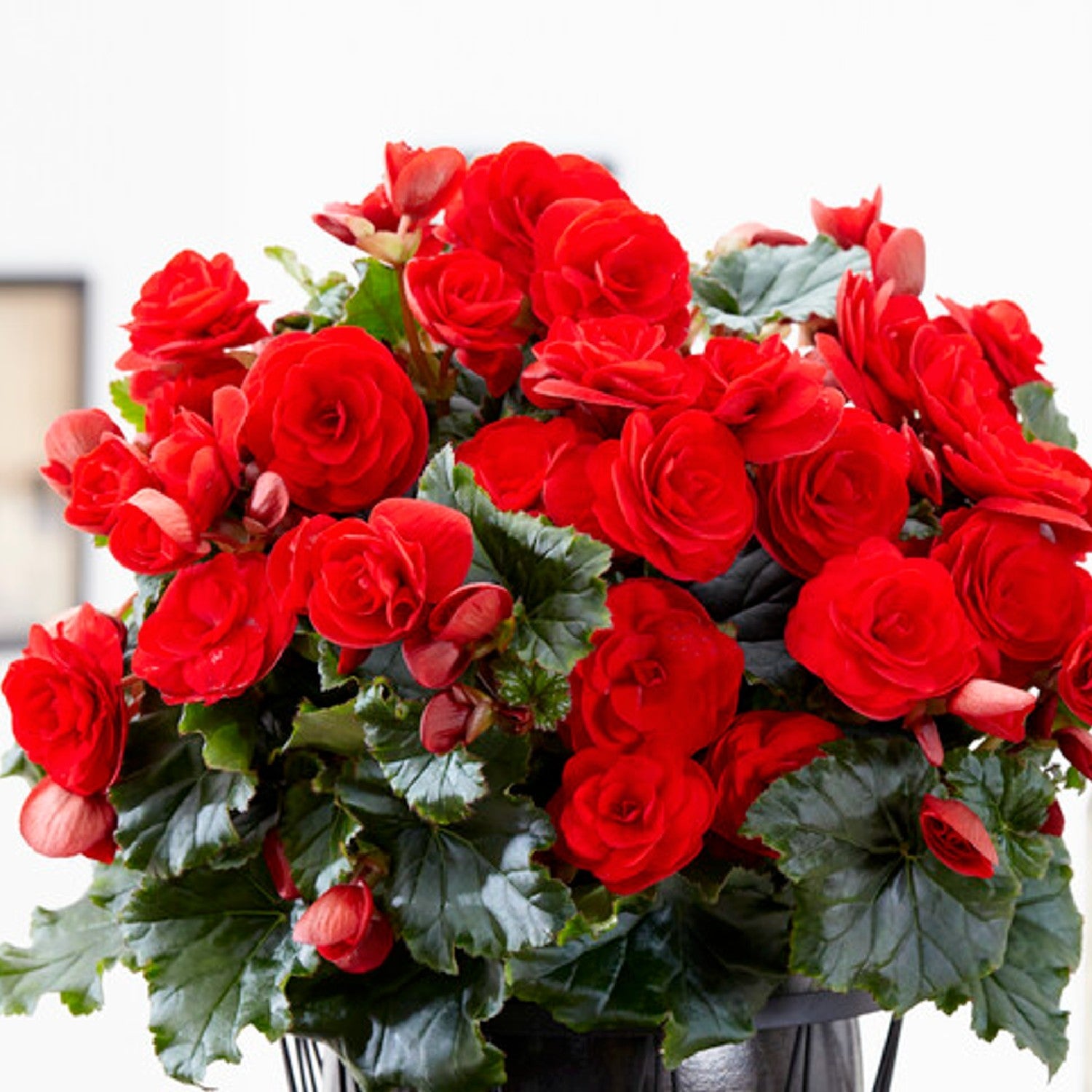 Begonia - Giant Ruffled Red: 3 tubers