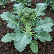 Broccoli Green Seed