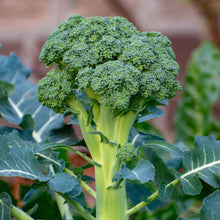 Broccoli Green Seed