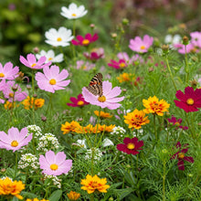 Butterfly Attracting Seed