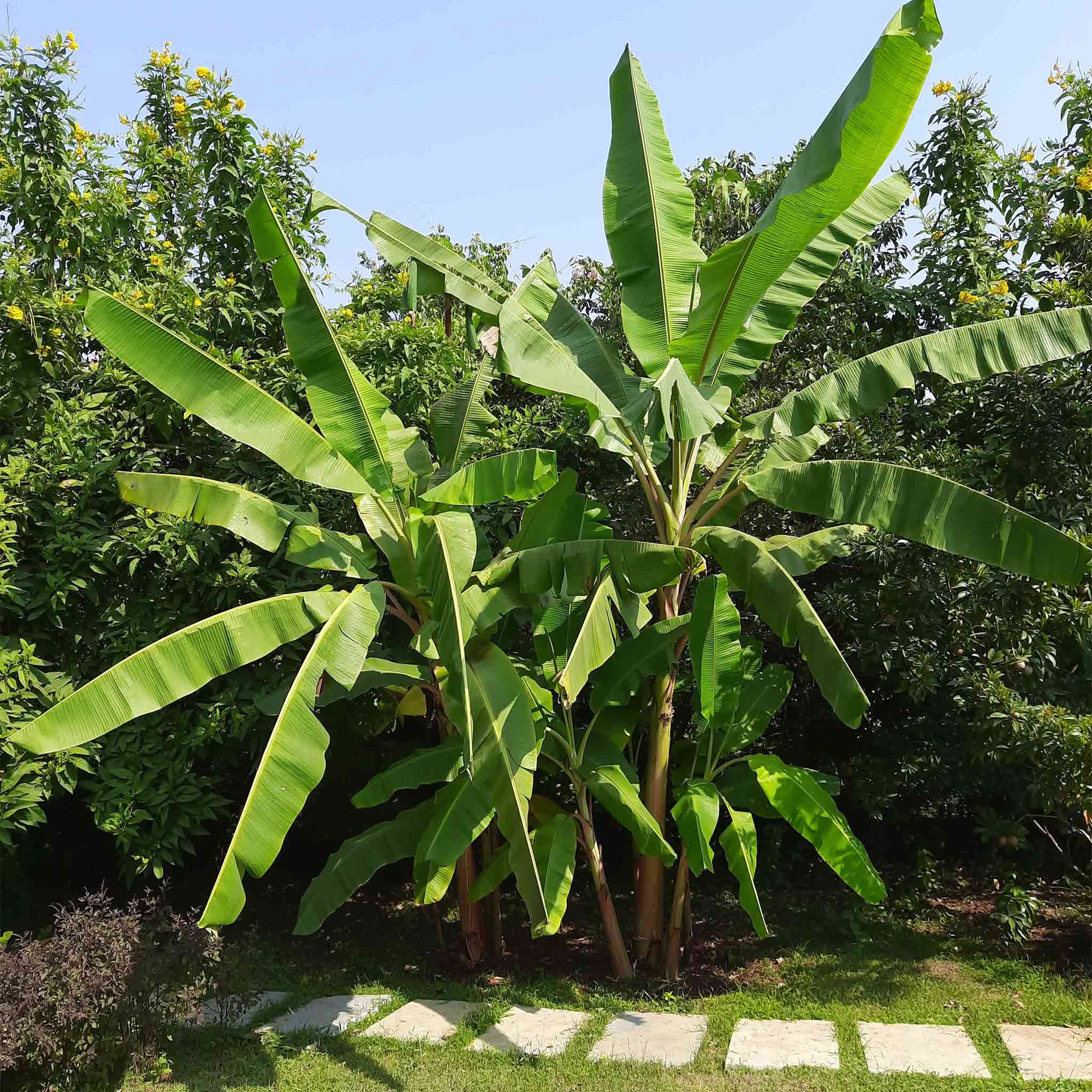 Cold Hardy Banana Tree