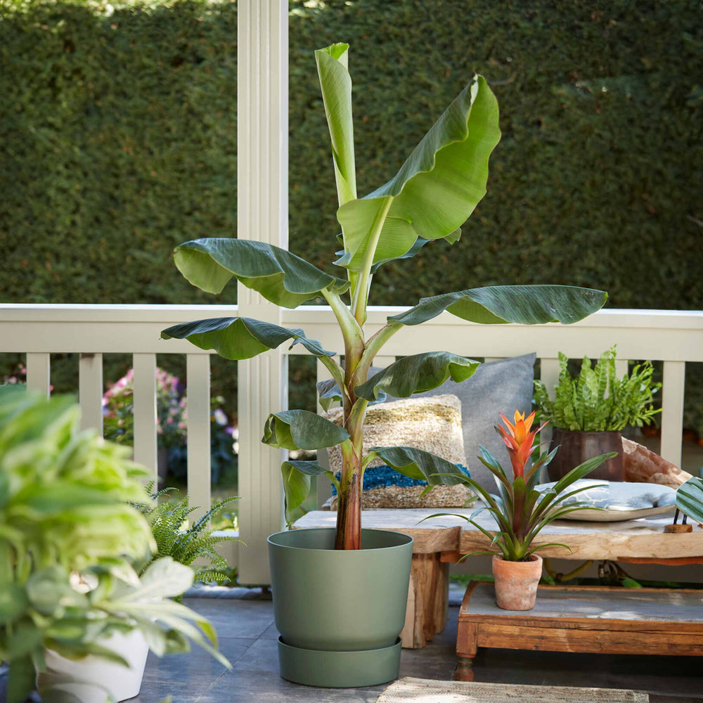 Cold Hardy Banana Tree