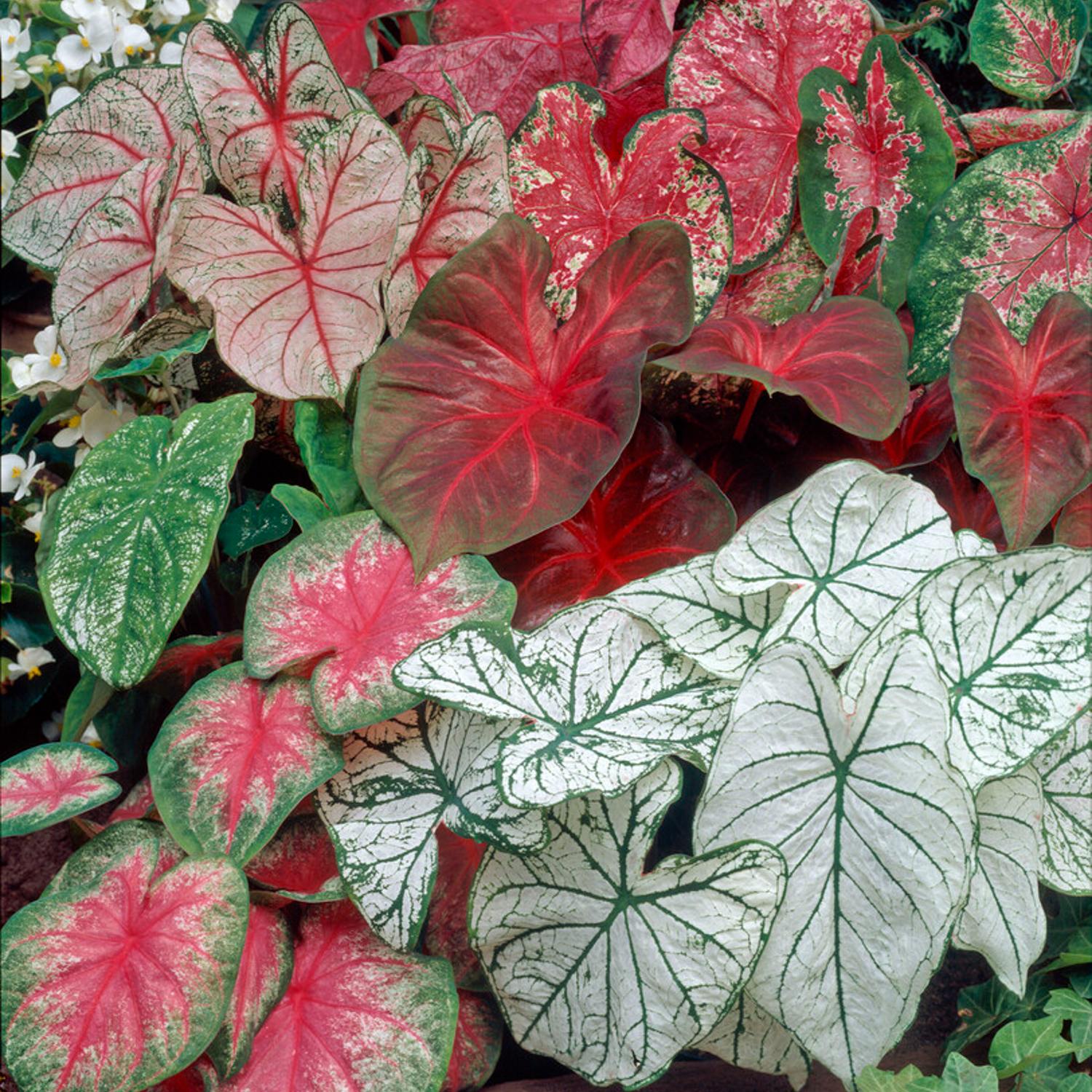 Caladium - Shady Lady Fancy Mix: 10 tubers