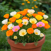California Poppy Mix Seed