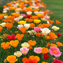 California Poppy Mix Seed