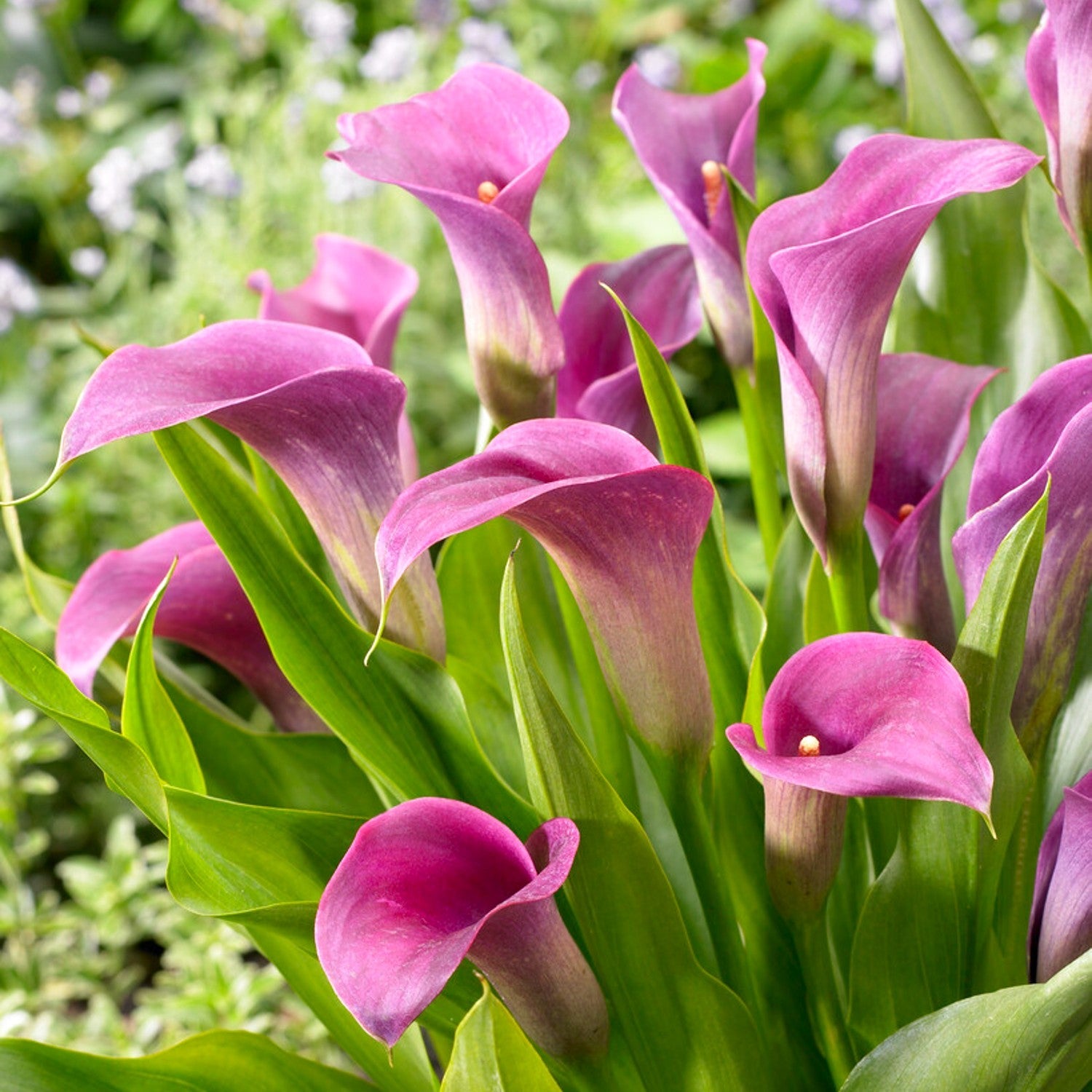 Calla - Amethyst: 3 rhizomes
