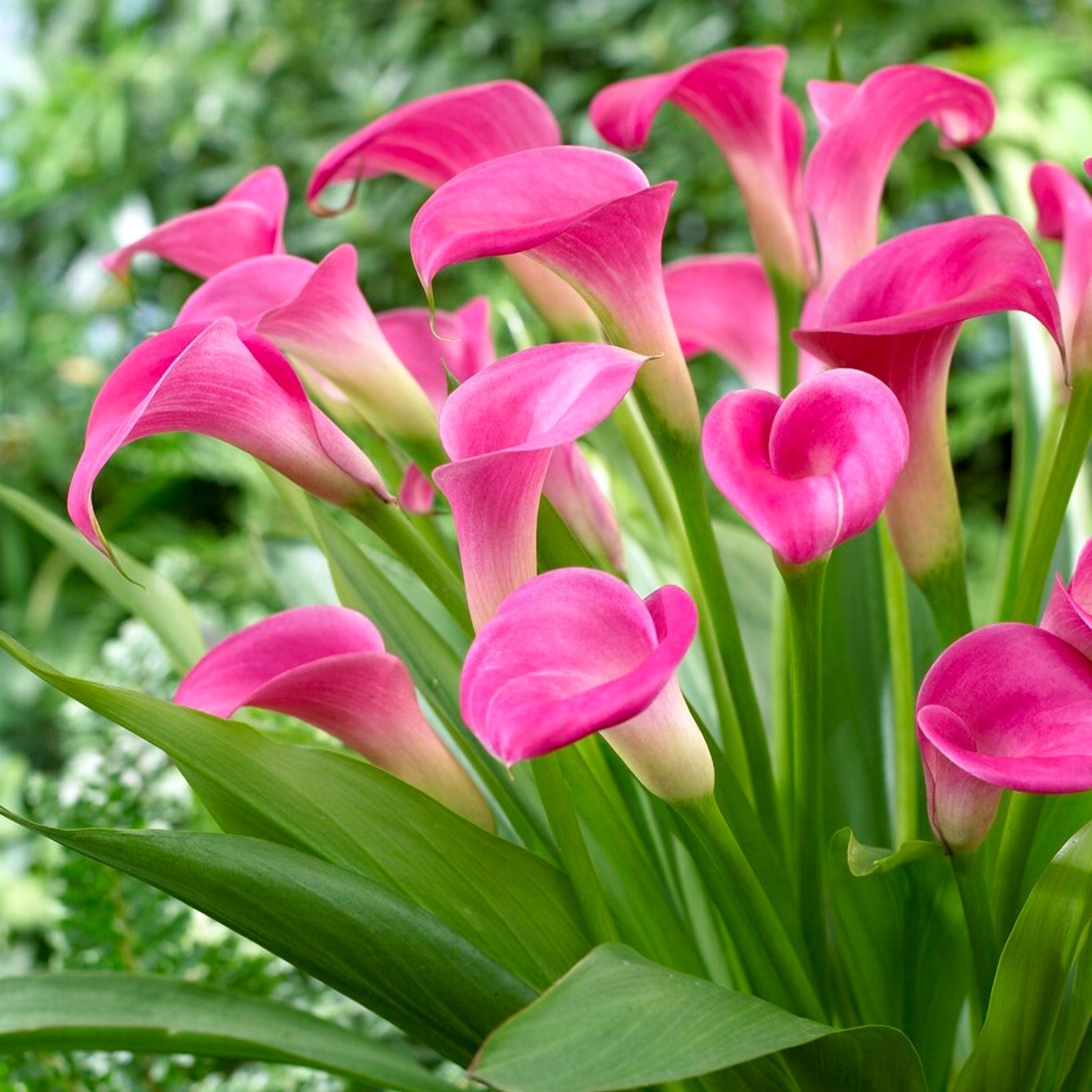 Calla - Garnet Glow: 3 rhizomes