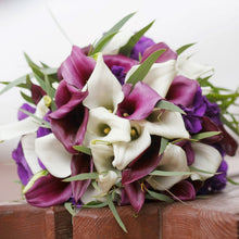 Calla - Romance Collection: 6 rhizomes