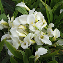 Calla - Bridal Bliss: 3 rhizomes