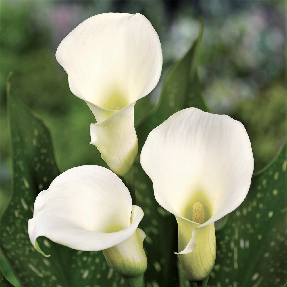Calla - Bridal Bliss: 3 rhizomes