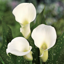 Calla - Bridal Bliss: 3 rhizomes