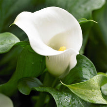 Calla - Bridal Bliss: 3 rhizomes