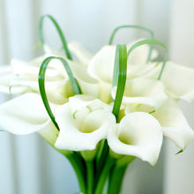Calla - Bridal Bliss: 3 rhizomes