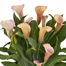Calla - Coral Passion: 3 rhizomes
