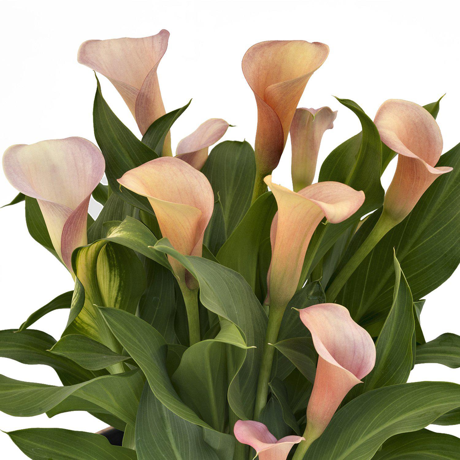 Calla - Coral Passion: 3 rhizomes