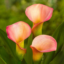 Calla - Coral Passion: 3 rhizomes