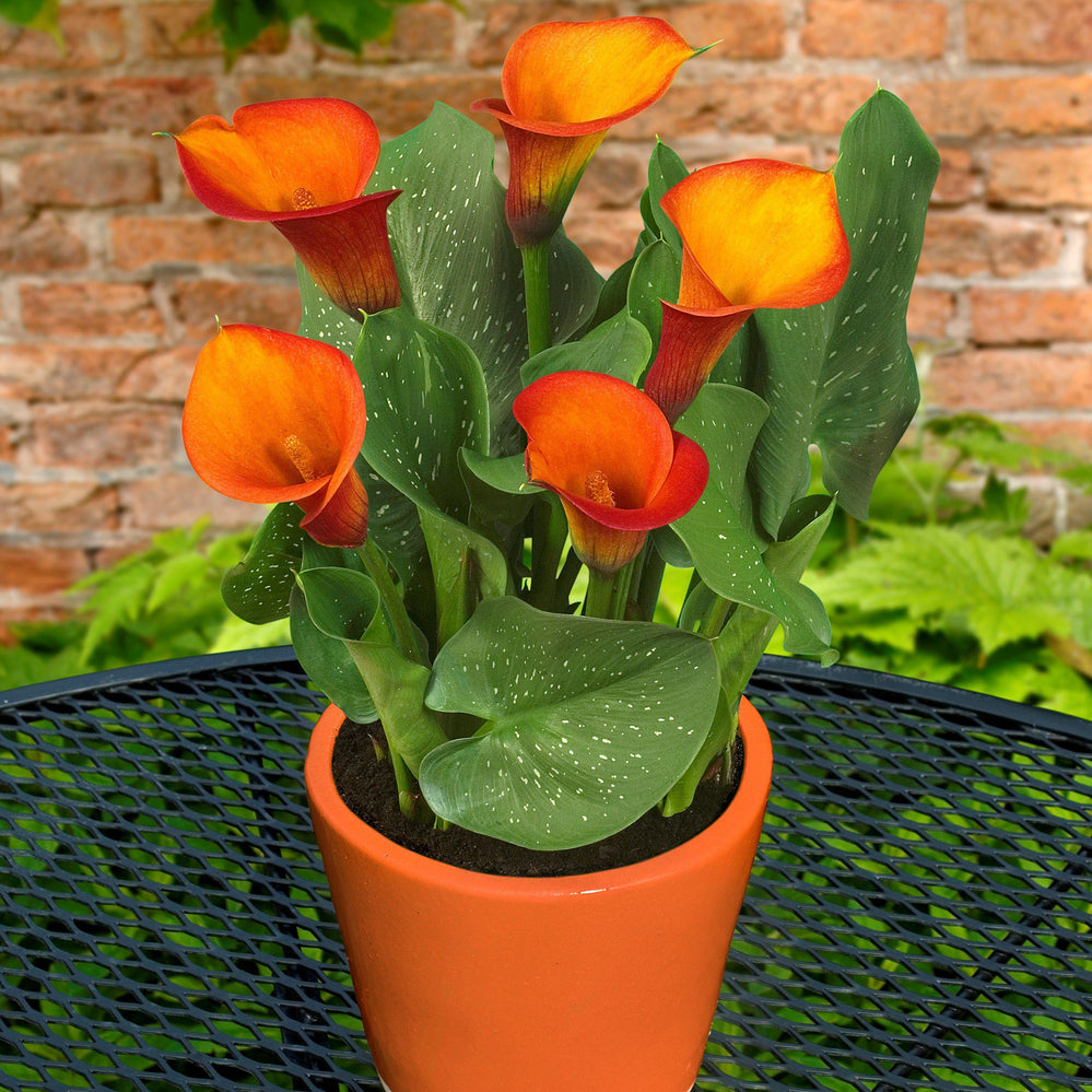 Calla - Fire Dancer: 3 rhizomes