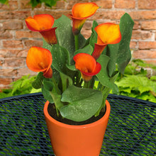 Calla - Fire Dancer: 3 rhizomes