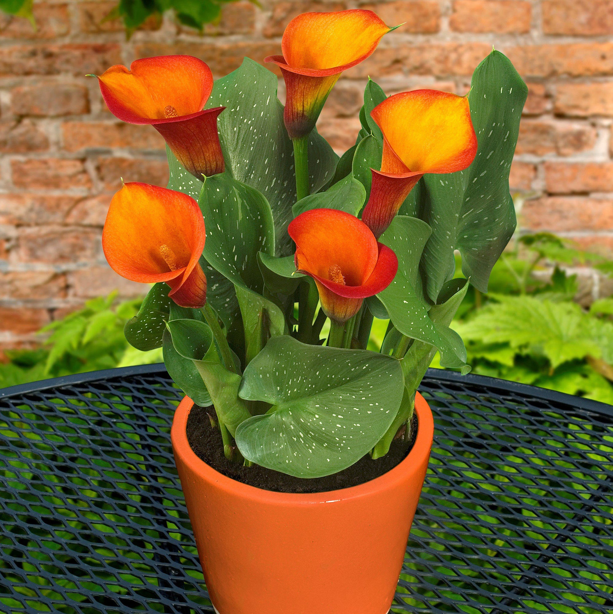 Calla - Fire Dancer: 3 rhizomes