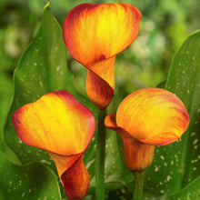 Calla - Fire Dancer: 3 rhizomes
