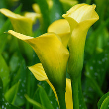 Calla - Sun Club: 3 rhizomes
