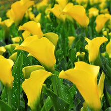 Calla - Sun Club: 3 rhizomes