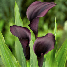 Calla - Odessa: 3 rhizomes