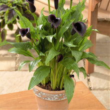 Calla - Odessa: 3 rhizomes