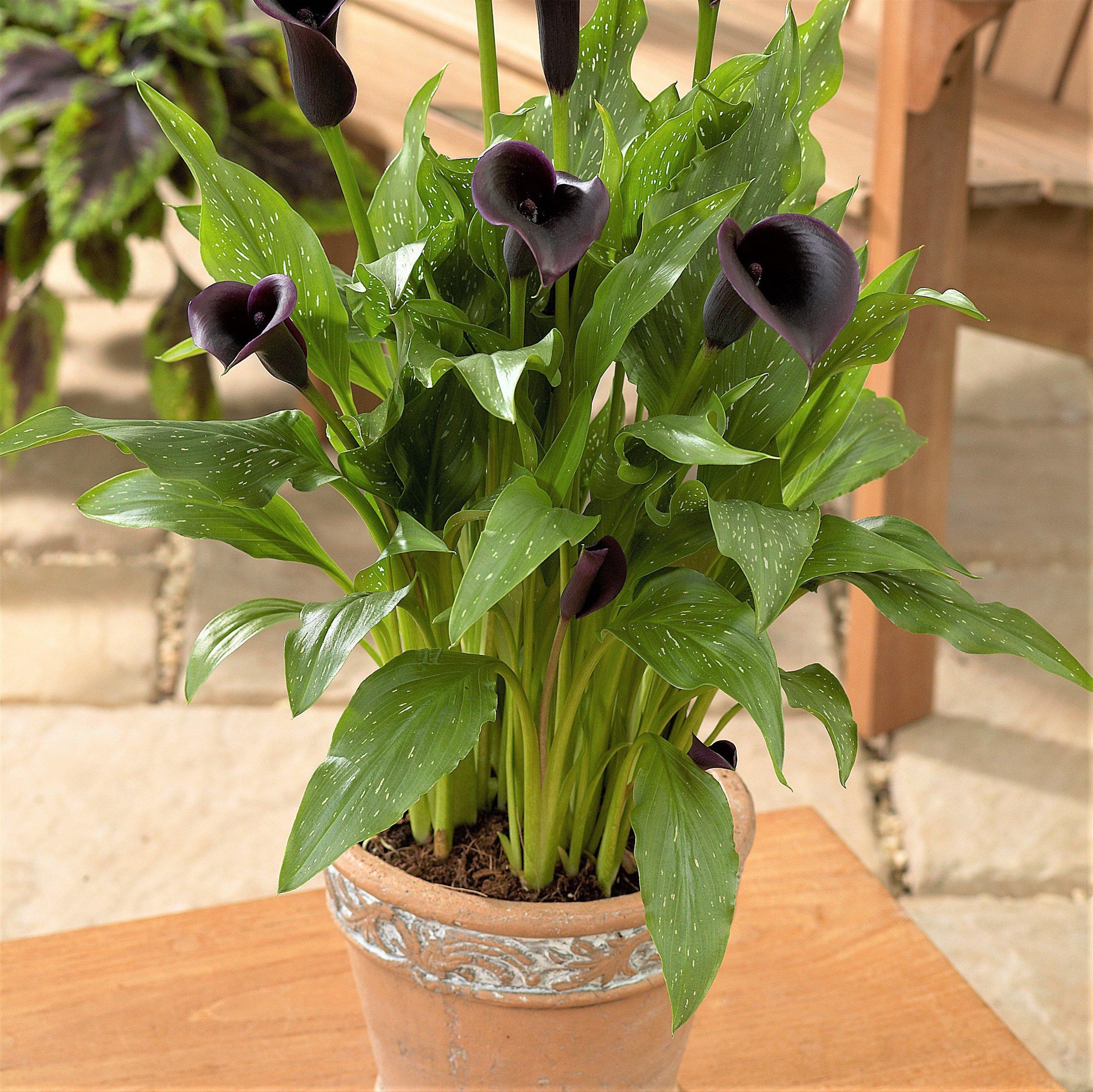 Calla - Odessa: 3 rhizomes