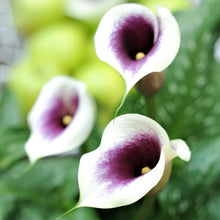 Calla - Picasso: 3 rhizomes