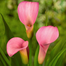Calla - Pillow Talk: 3 rhizomes