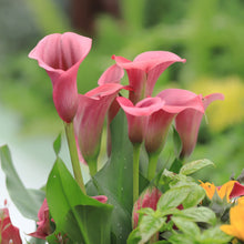 Calla - Pillow Talk: 3 rhizomes