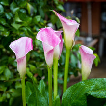 Calla - Pink Melody: 3 rhizomes