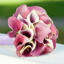Calla - Romance Collection: 6 rhizomes