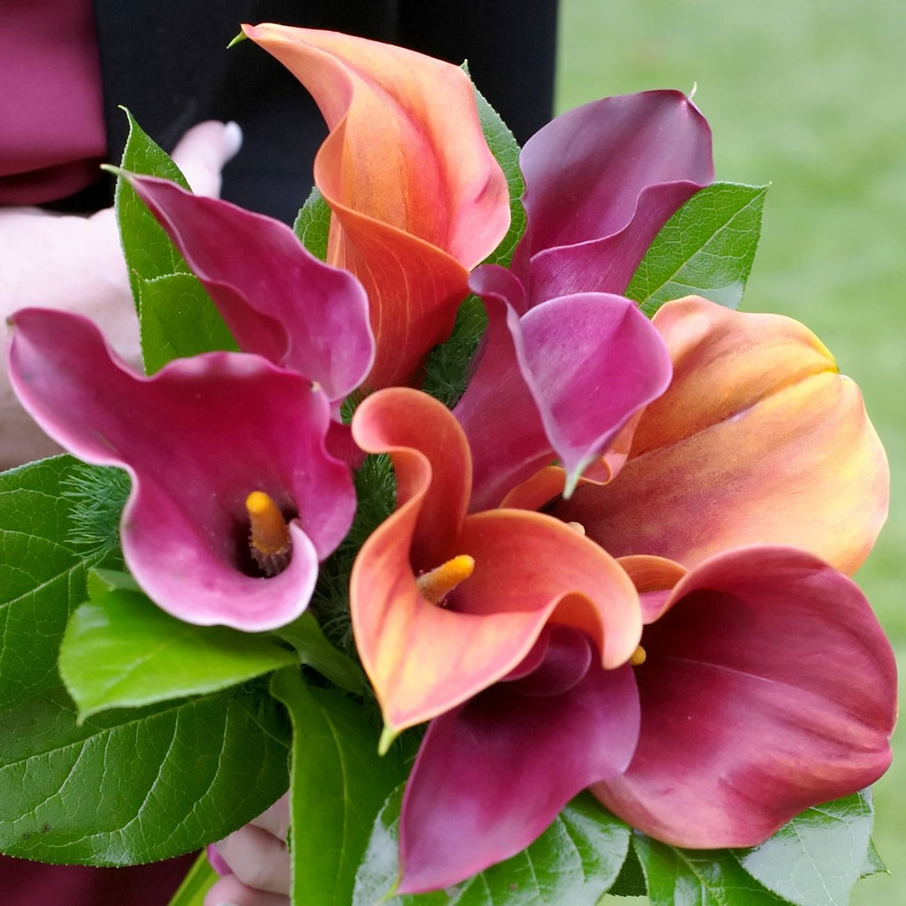 Calla - Tropical Sunset Collection: 6 rhizomes