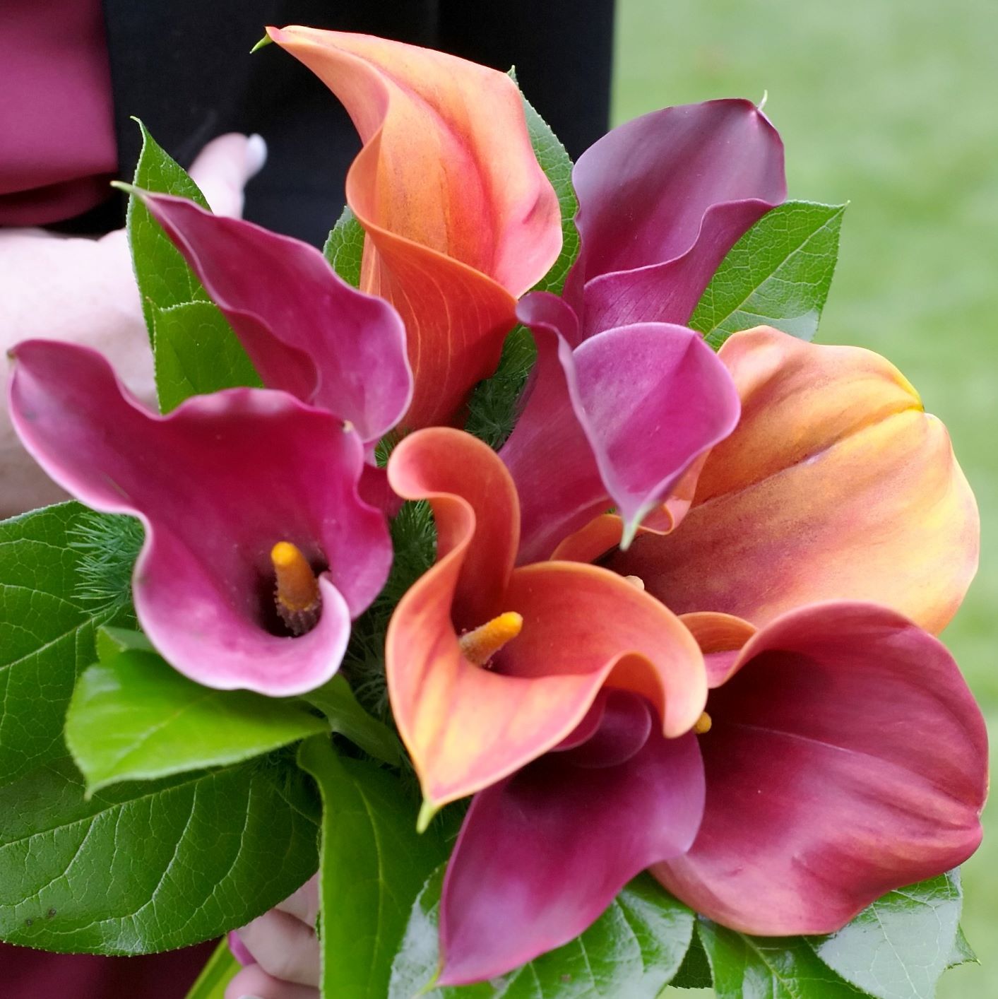 Calla - Tropical Sunset Collection: 6 rhizomes