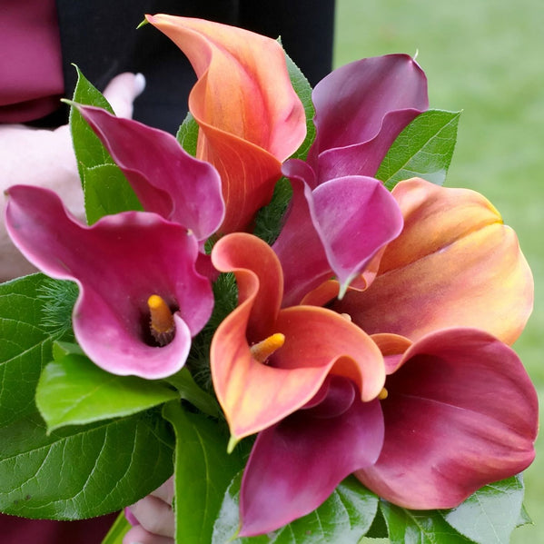 Calla - Tropical Sunset Collection: 6 rhizomes