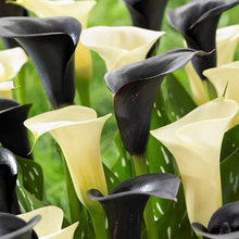 Calla - Tuxedo Collection: 6 rhizomes